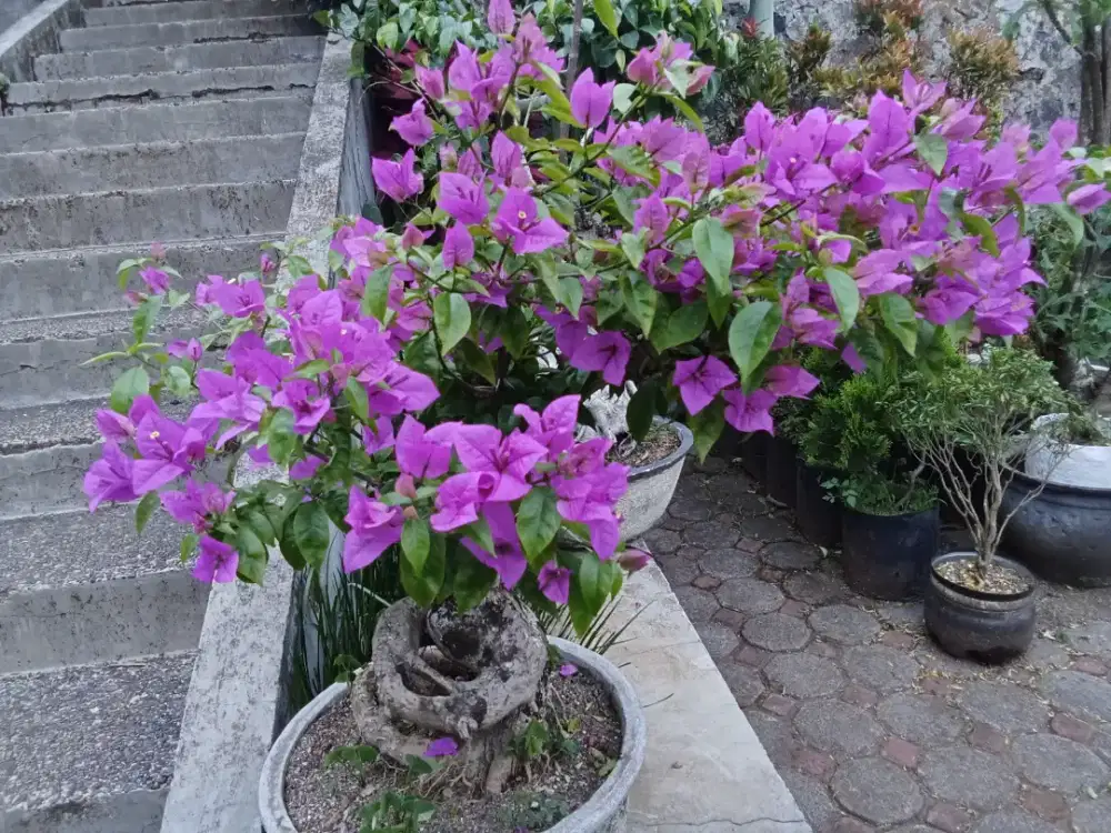 Bonsai Bougenville warna unggu