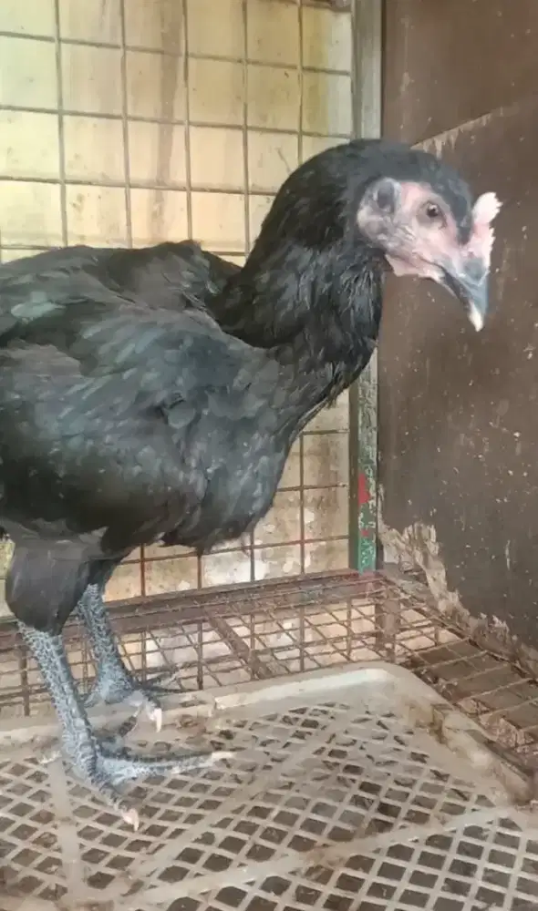 Ayam Pelung Betina Hitam