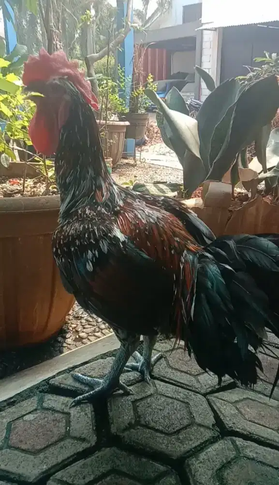 Ayam Pelung JUMBO WARNA BRUMBUN