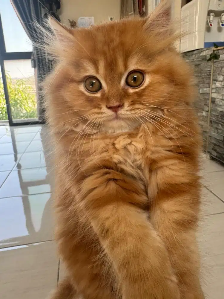 Persia Flatnose Jantan