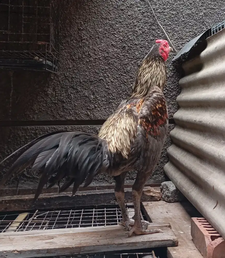 AYAM PAMANGON, PAMA, MANGON, KOYTRAD DLL
