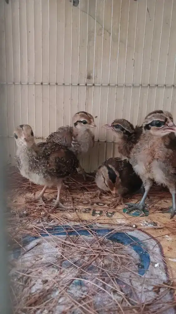 Ayam Hutan Hijau