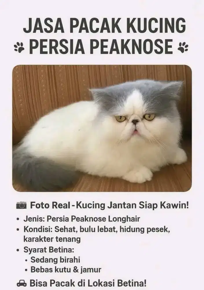 Jantan peaknose longhair blue van jago kimpoy