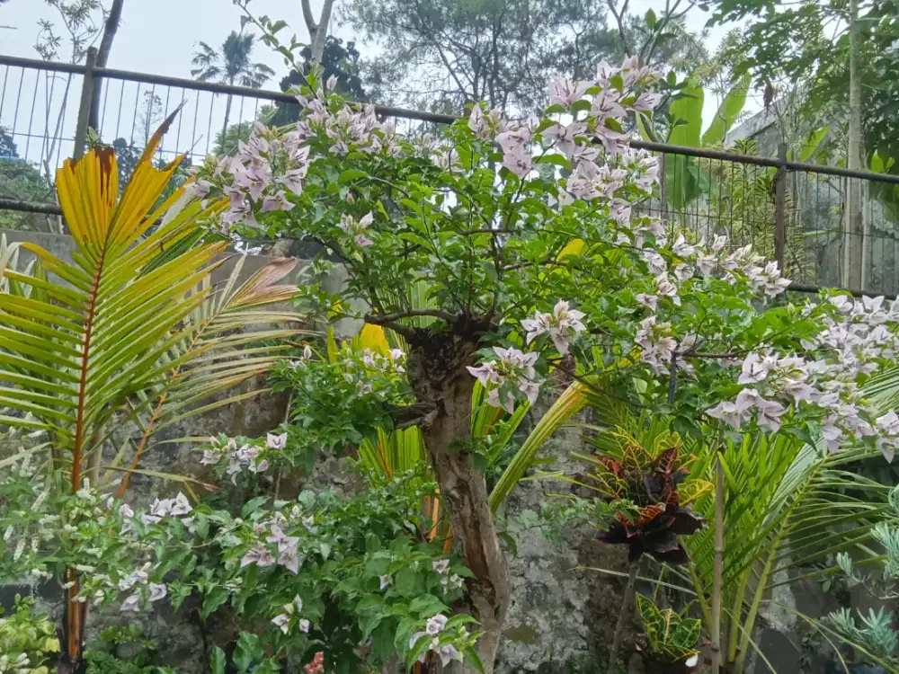 Bonsai Bougenville tinggi 1,5 meter