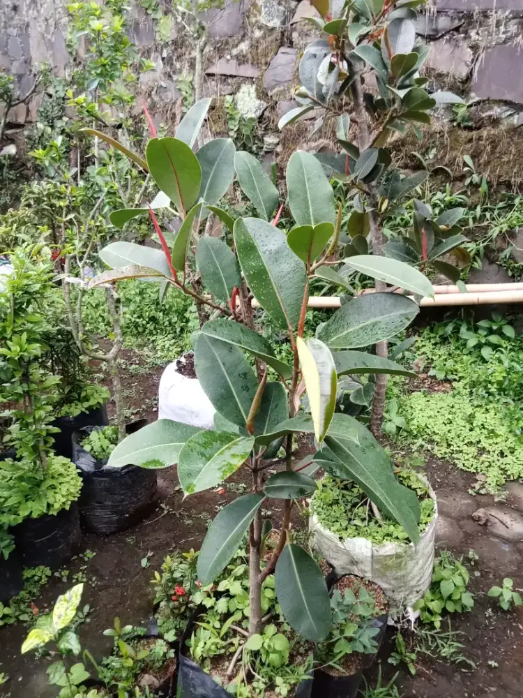 Tanaman ficus tinggi 1-2 meter