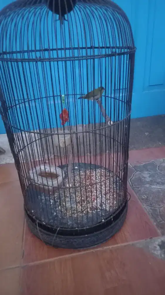 Burung kecil sama kandangnya