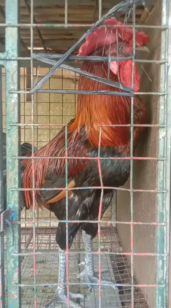 Ayam Pelung Merah Hitam