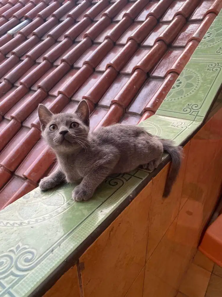 British shorthair