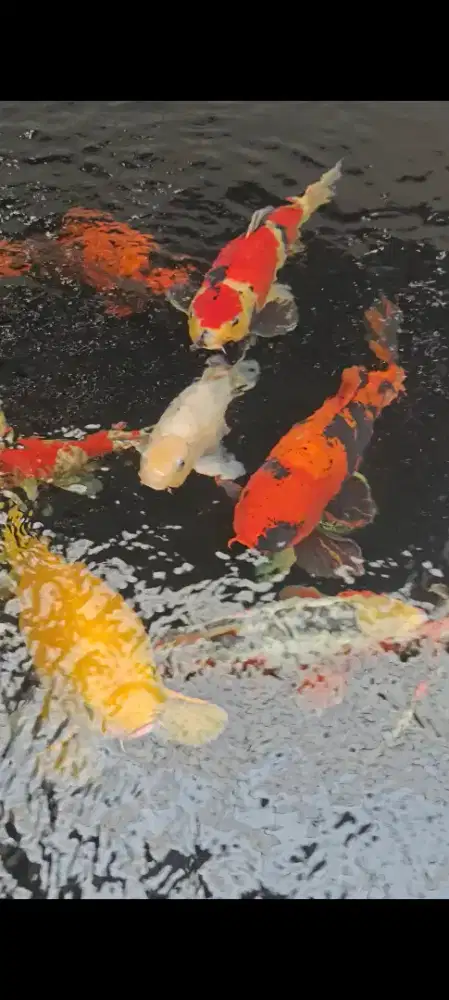 Koi Jumbo Borong Sekolam