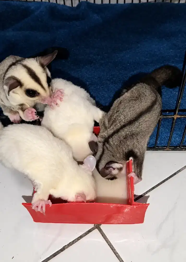 Joey sugar glider