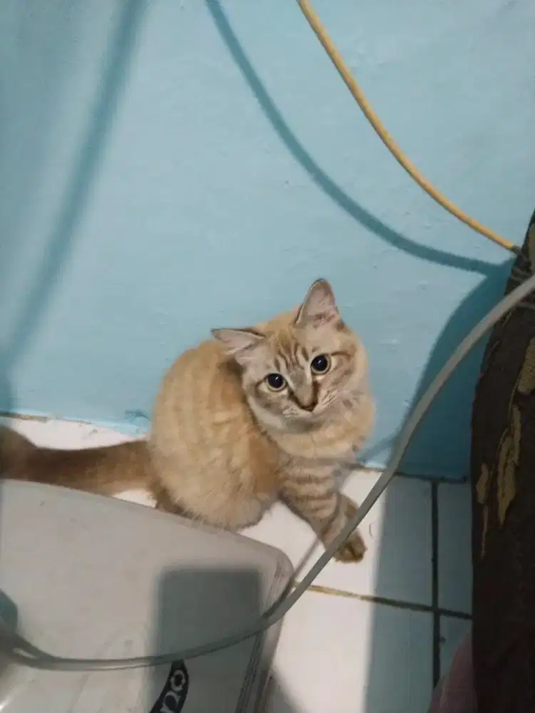 Minat kucing persia