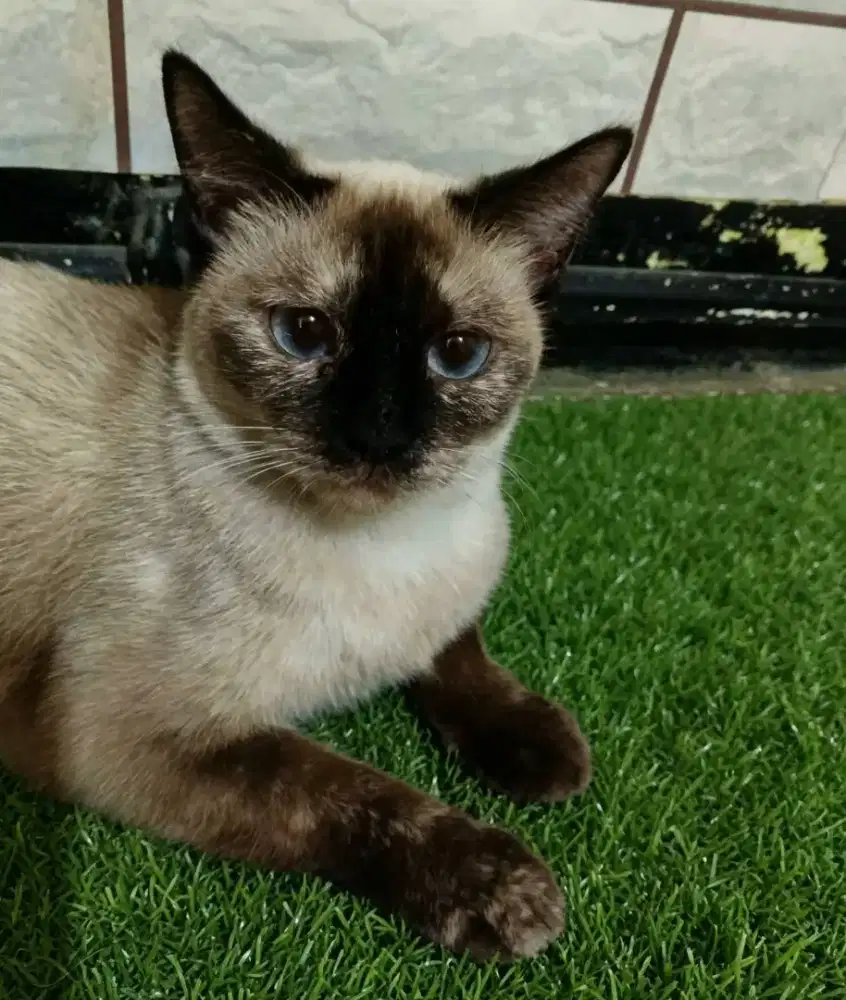 Siam / Himalaya