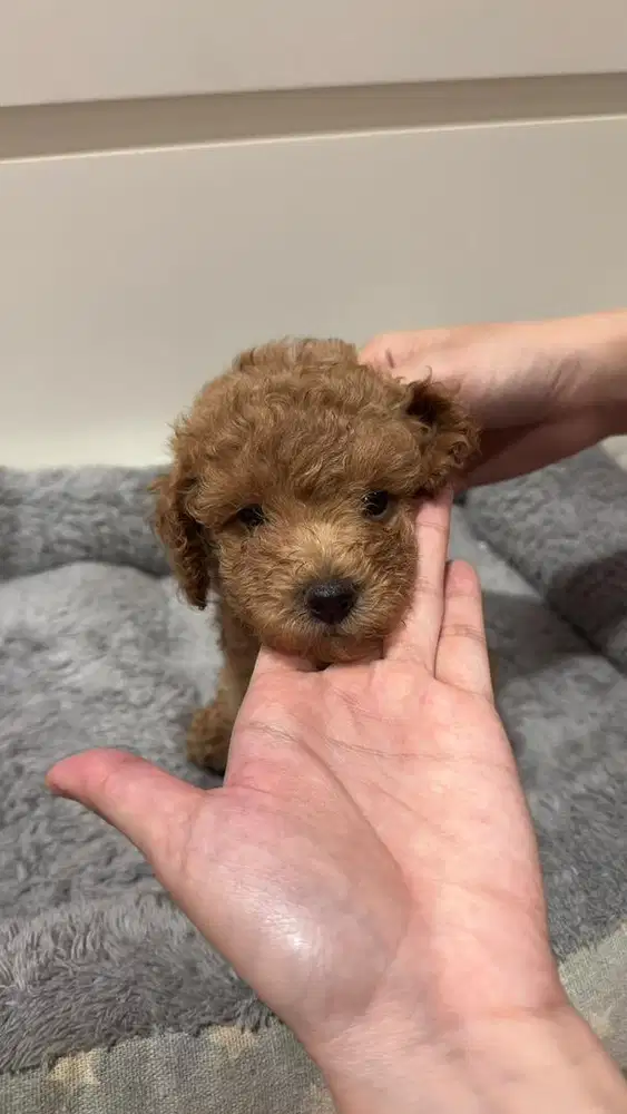 Male Toy Poodle