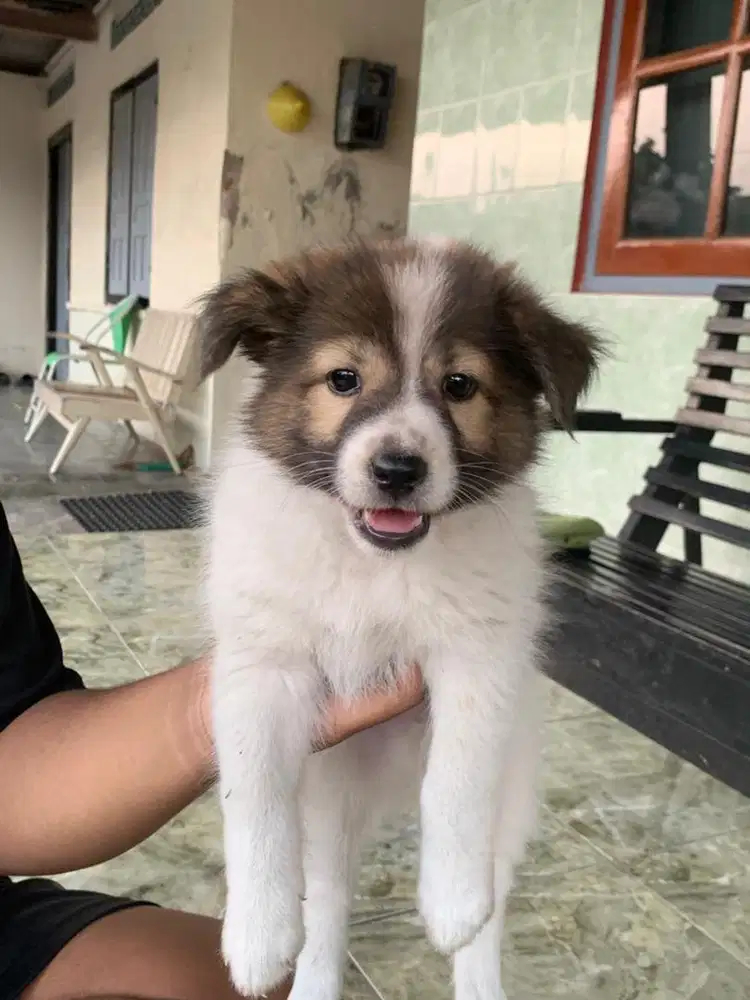 anakan anjing \puppys  anak anjing
