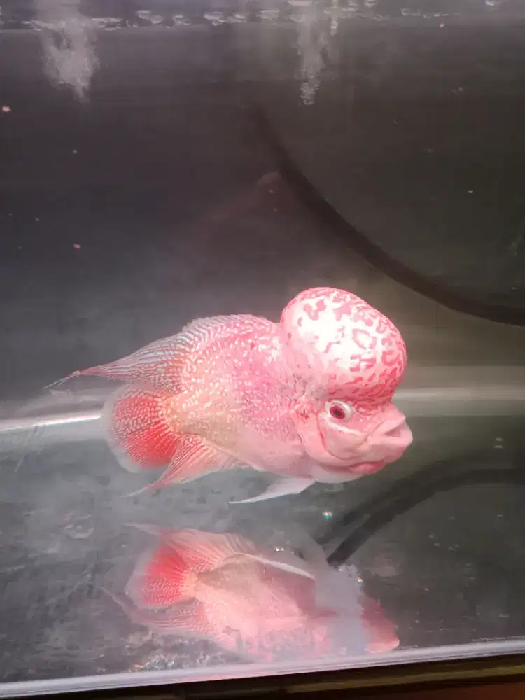 Ikan lohan gb ukuran 20cm