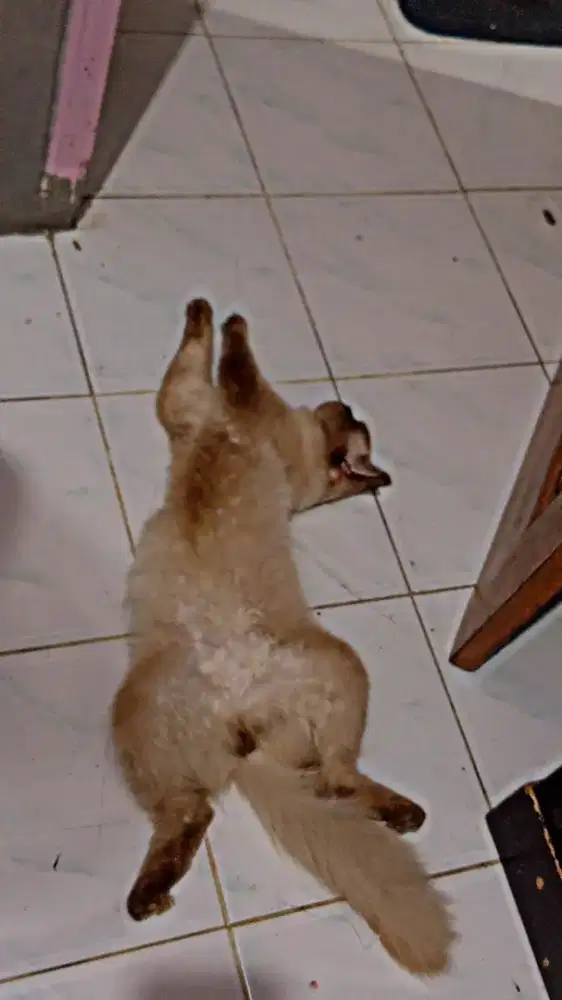 Kucing Nama Bondoq،1 Tahun 2 Bulan،Terlatih Litter Box