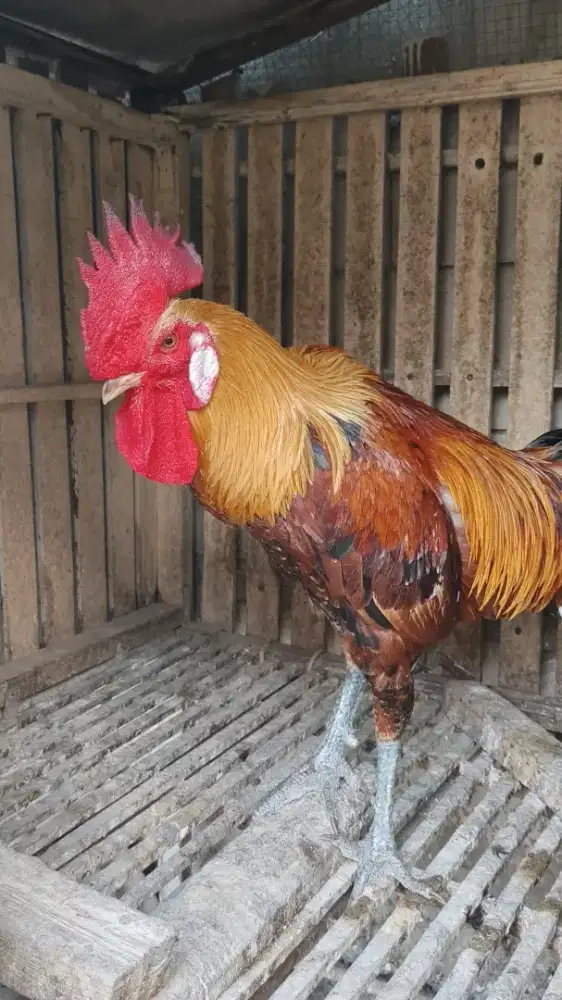AYAM PELUNG JANTAN