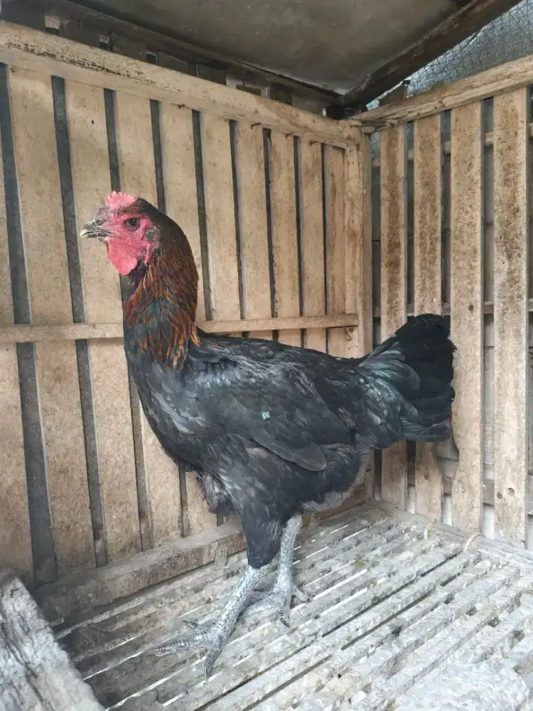 AYAM PELUNG BETINA