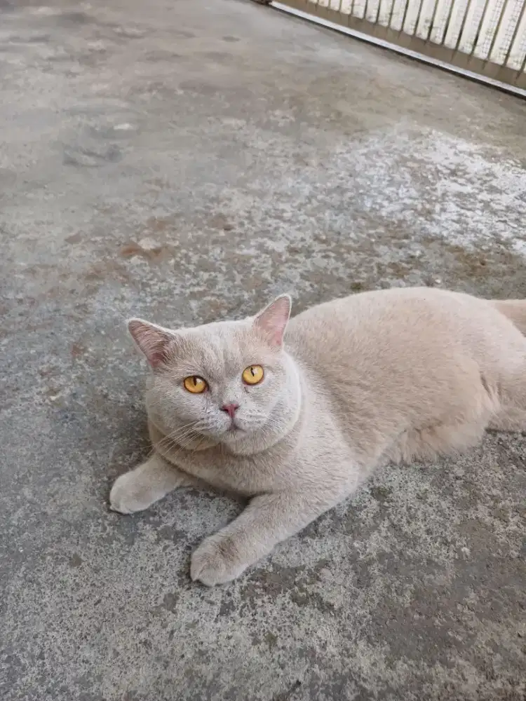 Kucing BSH British Shorthair