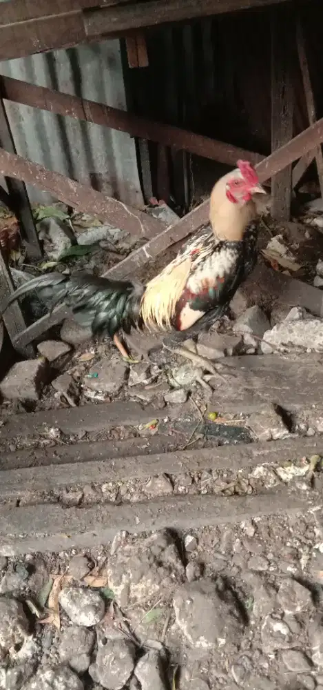 Ayam widu jenis mangon