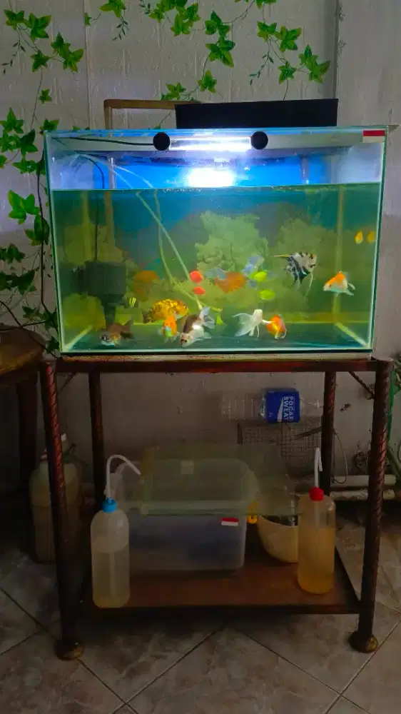 Akuarium 60x40x40 & Rak Besi