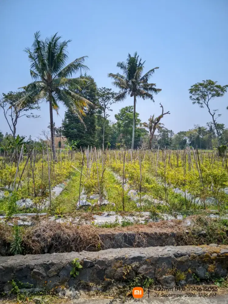 DIJUAL TANAH KEBUN – SHM 1.500 m² | AKSES MOBIL | VIEW GUNUNG MERAPI