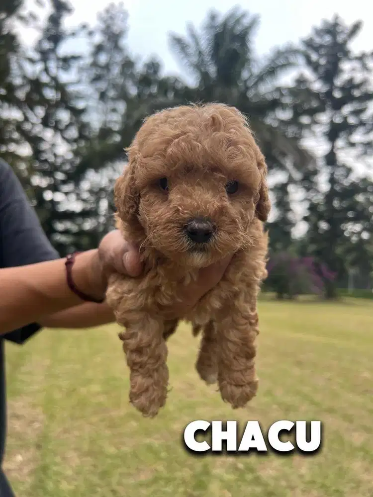 Toy Poodle Puppies