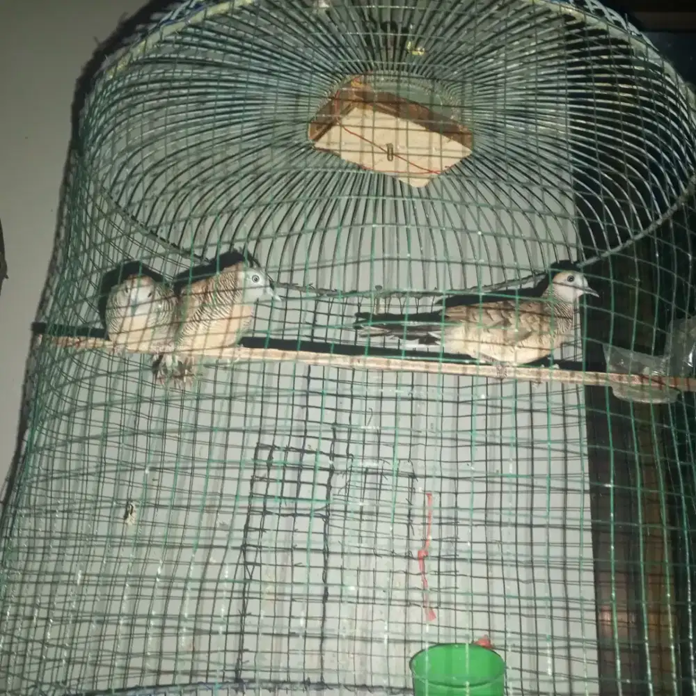 Burung perkutut