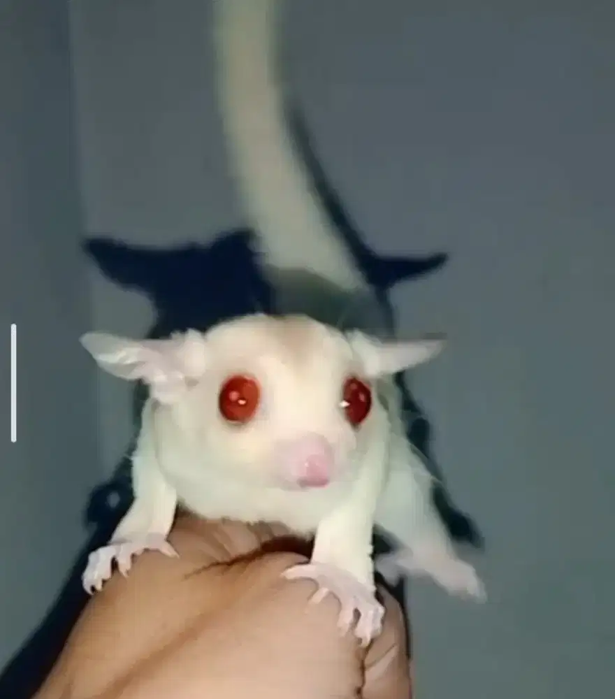 sugar glider cremino jantan