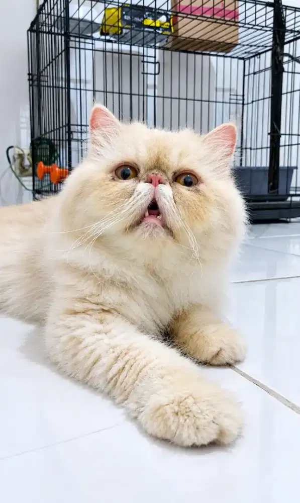Kucing Persia peaknose cream husus jasa pacak kucing