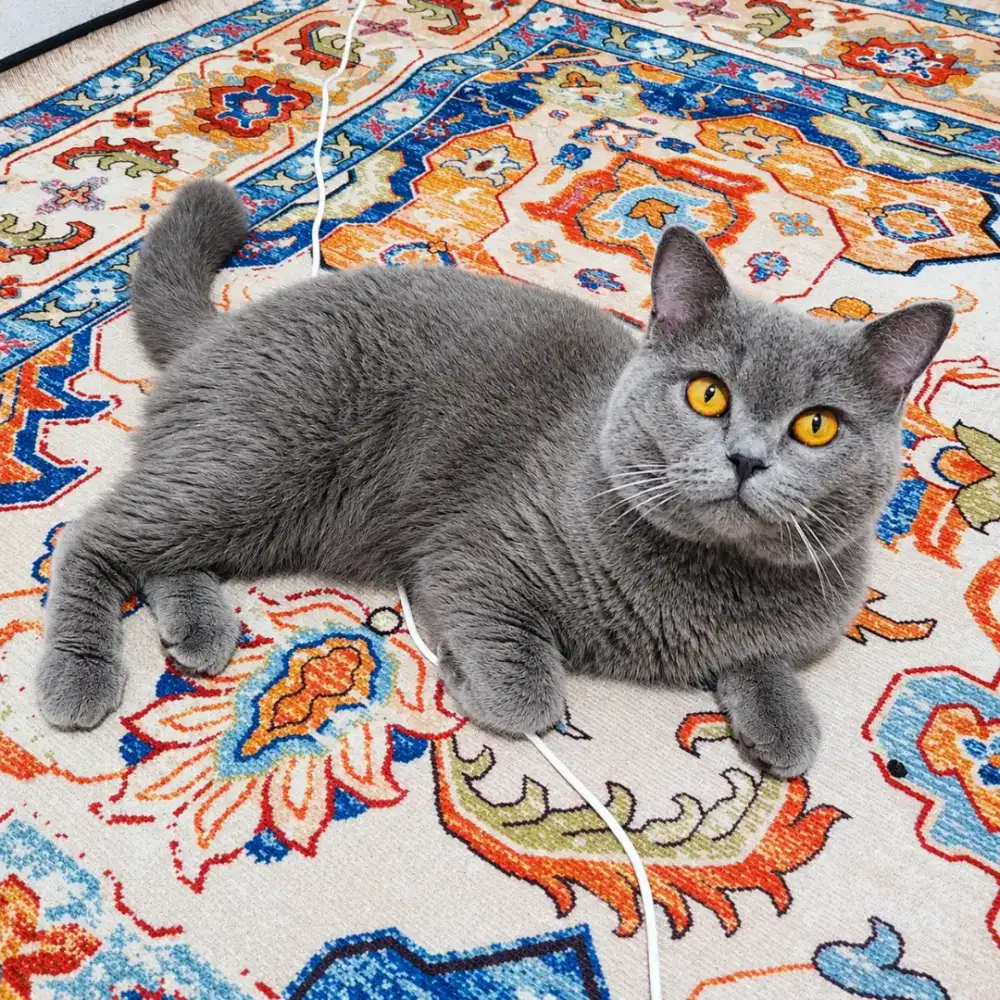 BSH British Short Hair blue jasa pacak kucing