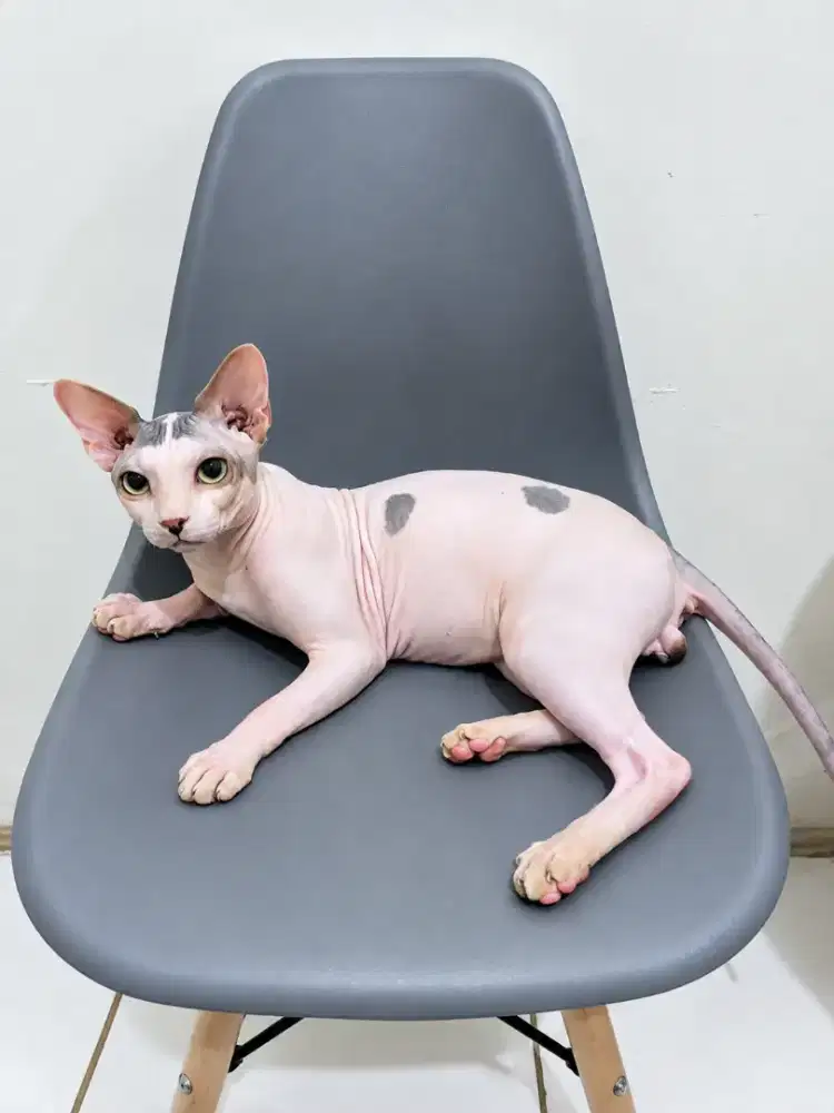 Jasa pacak kucing sphynx