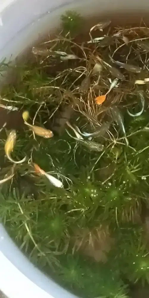 Tanaman Air untuk segala jenis ikan