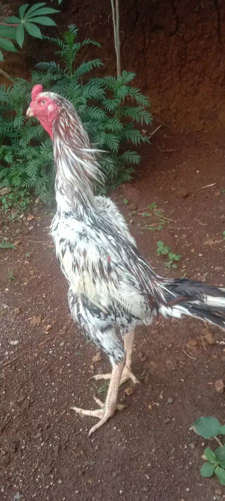Ayam shamo line zchuter