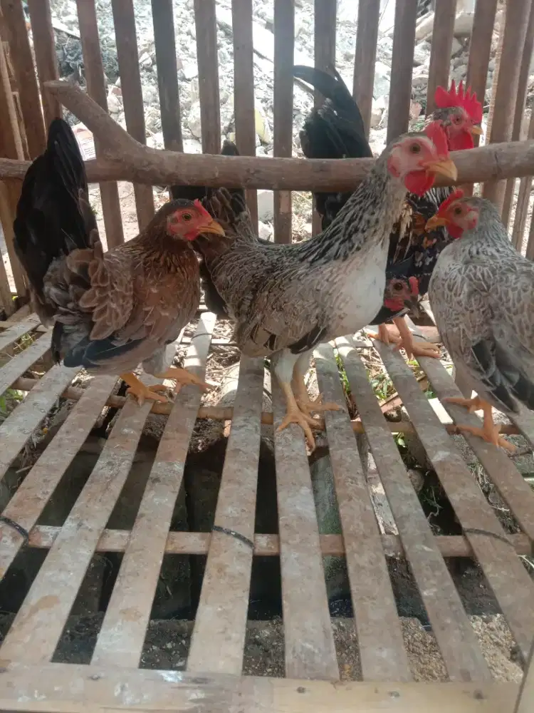 Ayam Kate Betina 4 bulanan