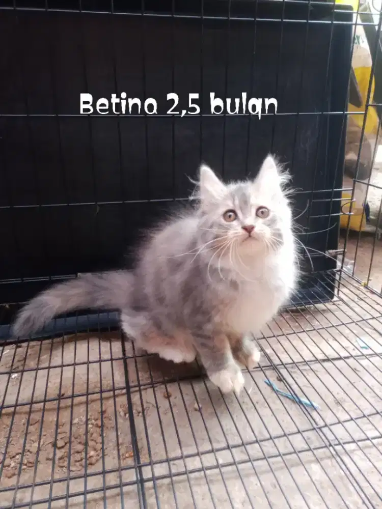 Kucing Persia medium