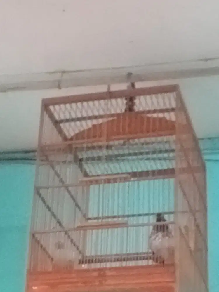 Anis kembang bunyi masih muda