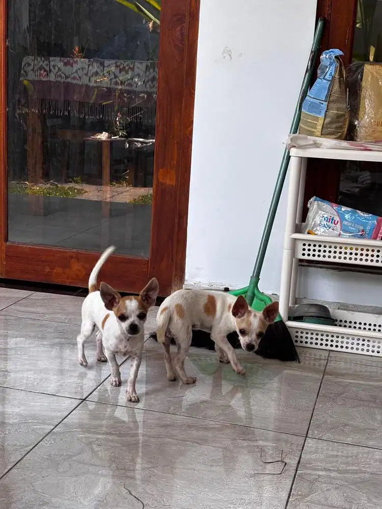 Chihuahua Jantan