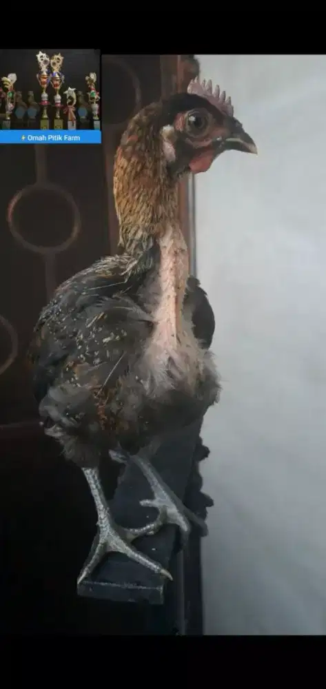 Ayam ketawa Jantan 2,5 bulan trah Durasi Sambung