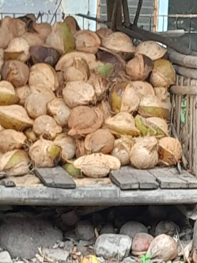 Kelapa Tua siyap supply