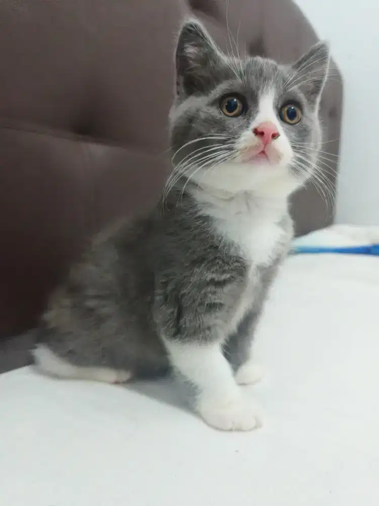 BSH Munchkin Jantan
