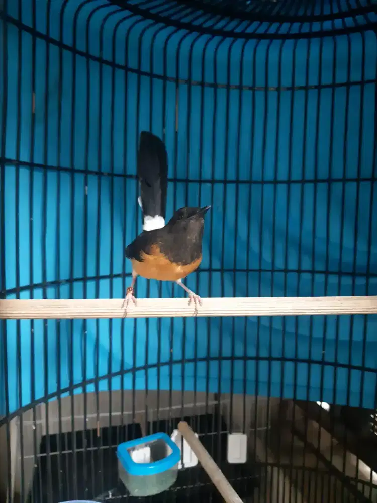 Murai batu betina