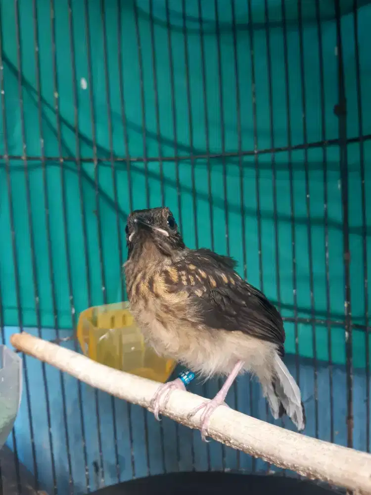 Trotol murai betina