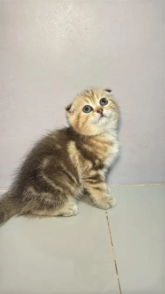 Kitten Scottish Fold