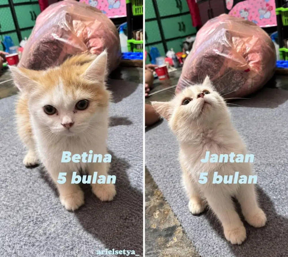 Kucing betina persia