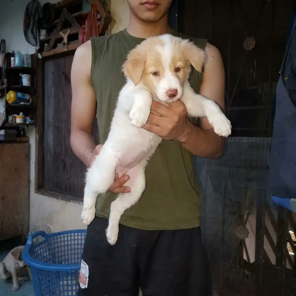 Anak anjing campuran golden
