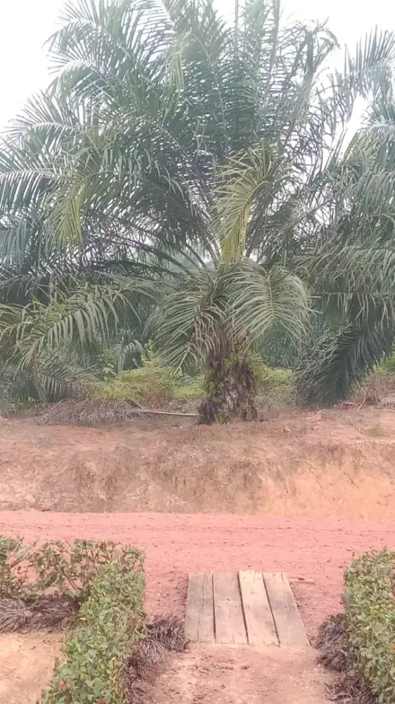 Loker panen kelapa sawit