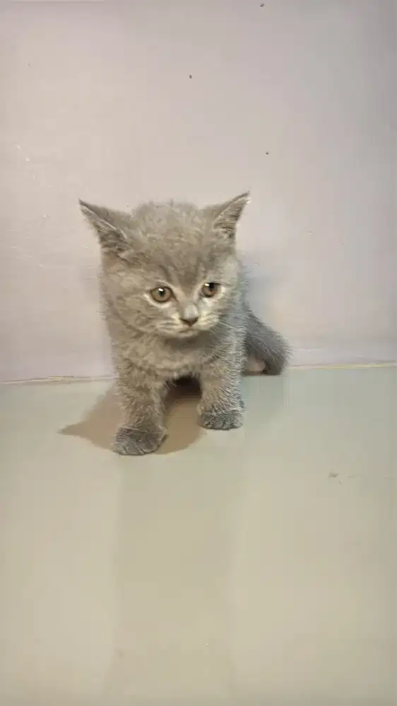 BSH Kitten Blue