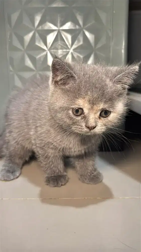 BSH Kitten Bicolor