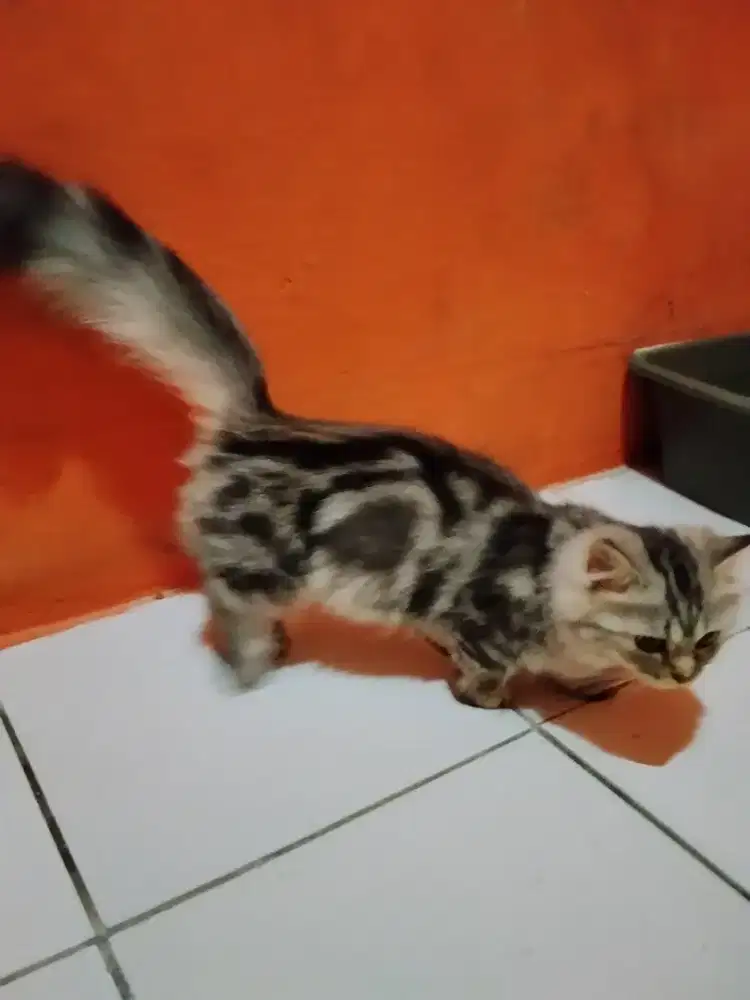 KUCING MUNCHKIN
